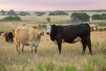 Livestock grazing in pasture at sunset on the beef cattle ranch