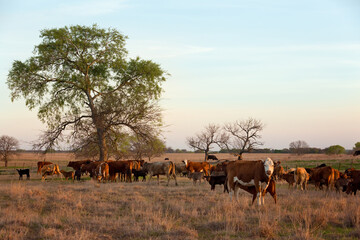 Cow calf pairs grazing on pasture at sunrise on the beef cattle ranch
