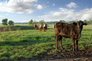 Cattle stockers on pasture on the beef cattle ranch - obrazy, fototapety, plakaty