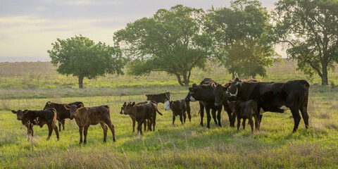 Cow and calf pairs grazing on pasture on the cattle ranch