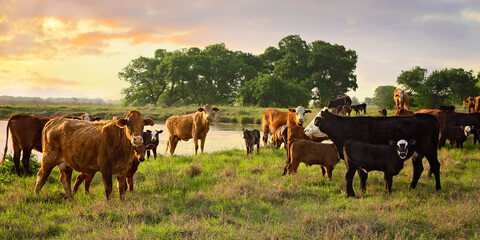Cow calf pairs at sunrise on the ranch near water to drink, grazing on pasture land © Carrie