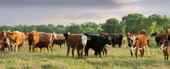 Cow and calf pairs grazing on pasture in the spring on the cattle ranch