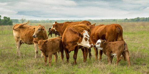 Mother beef cows and calves grazing on pasture on the cattle ranch