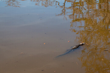A baby alligator swimming in a swamp near New Orleans, Louisiana, January