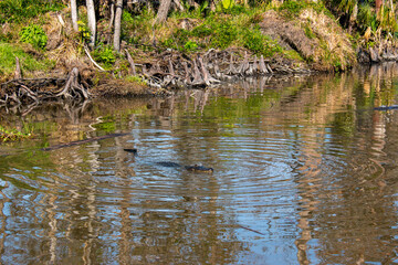 Fototapeta na wymiar An alligator in a swamp near the New Orleans, Louisiana, US, January 2022