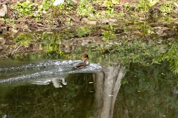 Female Hooded Merganser duck Lophodytes cucullatus swimming