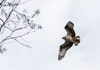 Flying osprey Pandion haliaetus with an eaten fish