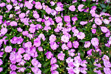 Fototapeta premium Catharanthus roseus, bright eyes texture background.