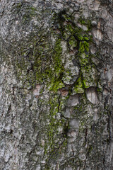 corteza arbol muzgo
