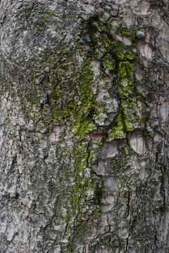 corteza arbol muzgo