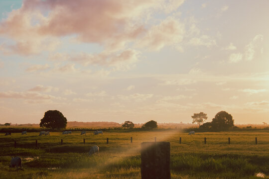 Paisagem de fazenda de gado em lindo dia de sol
Natureza e céu incríveis