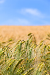 Agricultural Field Detail and Horizon  / Ears and stalks of grain at ripe cornfield under blue sky (copy space) - 482502906
