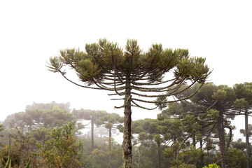 Araucaria, tree found in southern Brazil and in mountainous regions, such as Serra da Mantiqueira...