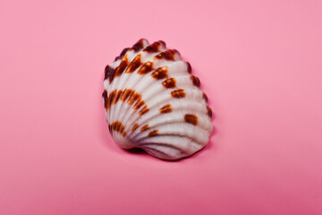 Closeup of Ark clam shell on pink background