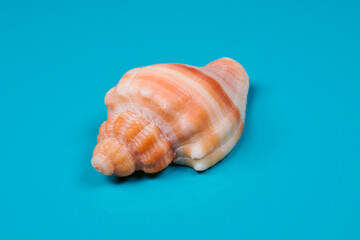 Nutmeg sea shell on blue background
