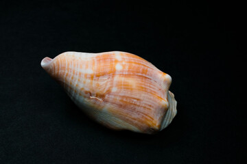 sea shell isolated on black