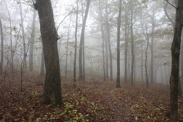 Fototapeta na wymiar Fog in the Forest 3