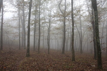 Fog in the Forest 2