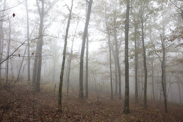 Fog in the Forest 1