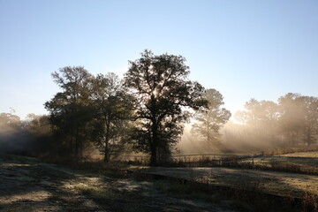 Misty Sunrise thru Trees 1