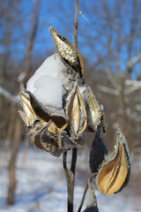 Milkweed pods covered in snow at Linne Woods in Morton Grove, Illinois