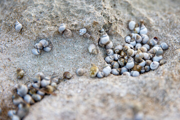 group of tiny shells on a rocky beach