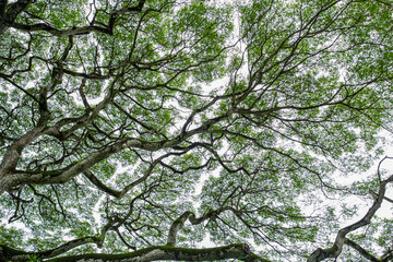 tree canopy in hawaii