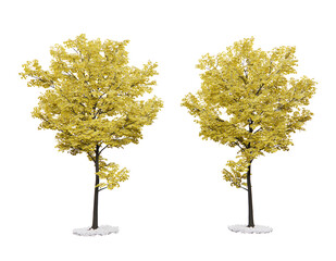 Isometric maple trees 3d rendering