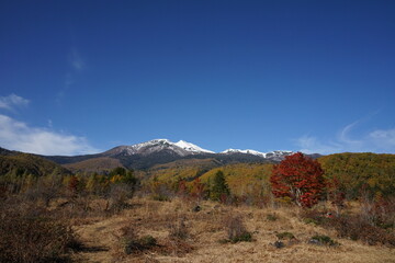 紅葉シーズンを迎えた乗鞍高原のカエデ