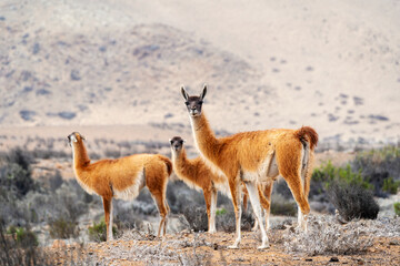 three guanacos or lama guanicoe in the desert of Chile