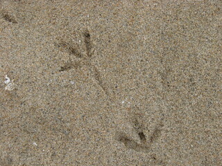 Fototapeta na wymiar Bird footprint in sand