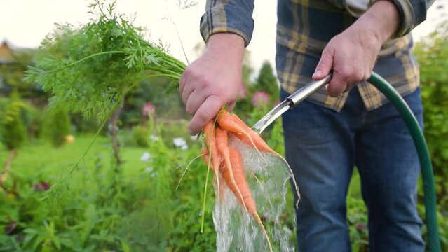 Man washing a bunch of fresh homegrown carrot under streaming water in backyard on summer day. Healthy organic vegetarian food. Small local business.