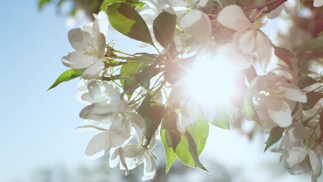 Apple tree flowers blossoming against blue sunny sky. Peaceful floral view