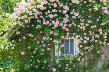 薔薇に包まれた小屋