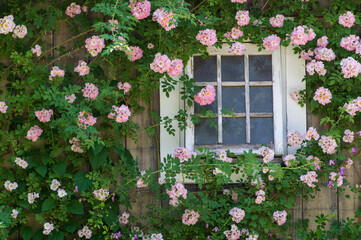 薔薇に包まれた小屋