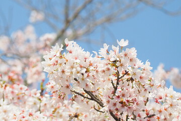 sakura  桜  櫻花