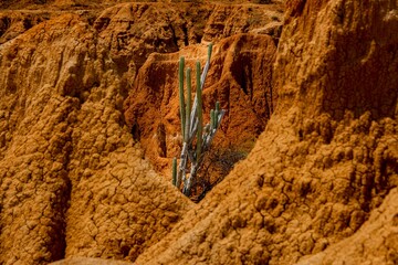 texture of desert and cactus