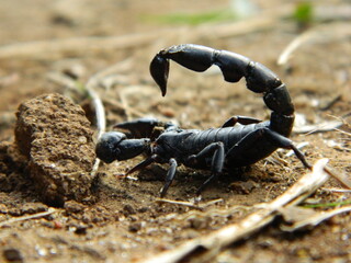 scorpion on the ground