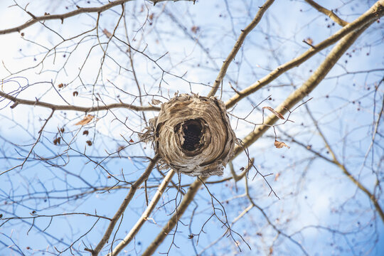 Looking up into the bottom of a hive on a tree branch