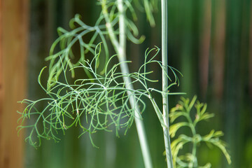 A thin organic dill umbrella stalk blooming and growing in a greenhouse. The plant has a single stalk with thin green twigs. The spice is thin herbal foliage with an aromatic flavor on a farm.