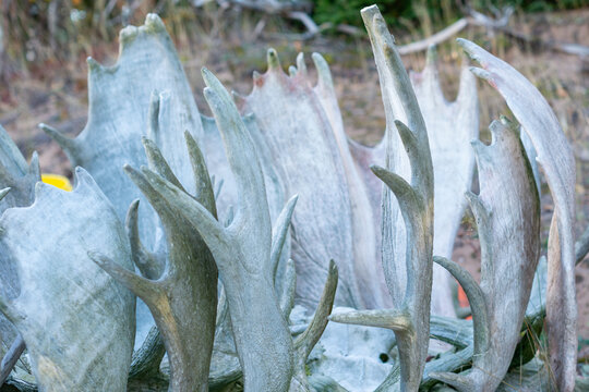 Multiple large dead detached moose antlers stacked on a wooden crate. The multi-point horns are grey in color. The trophy antlers are used for wall mounting. The antlers have high point counts. 