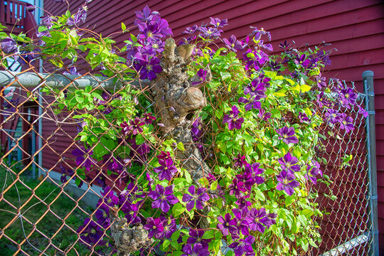 Vibrant purple clematis flowers with green leaves growing in and among the wire fence and gate. There's a red exterior wall with white trim on the side of the gate.  The sun is shining on the blooms. 