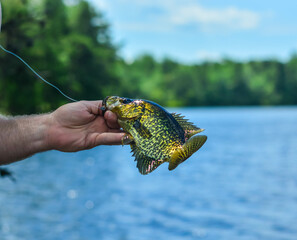 Crappie held by the mouth, straight out of the water, shore fishing on the lake, summer day.