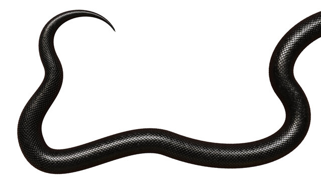 tail of a black snake, isolated on white background