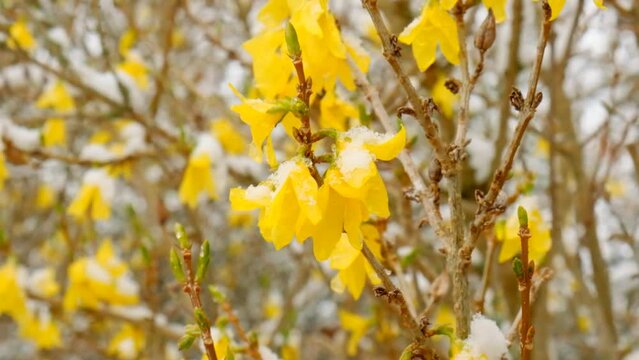 yellow branches under the snow.Blooming tree in a snowy spring garden. 4k footage
