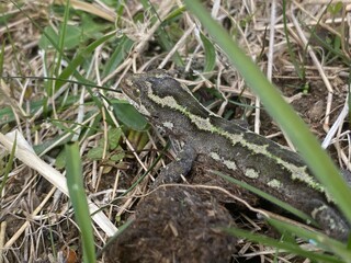 lizard on hiding in the grass