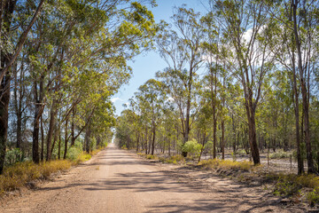 Fototapeta na wymiar Dirt road in the bush, rural Queensland, Australia