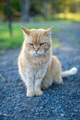 Fototapeta na wymiar The old and angry farm cat
