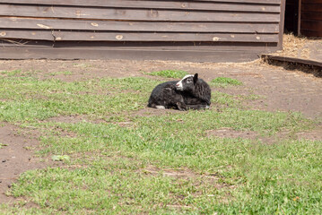 a small newborn black lamb lies alone in a pen on a farm