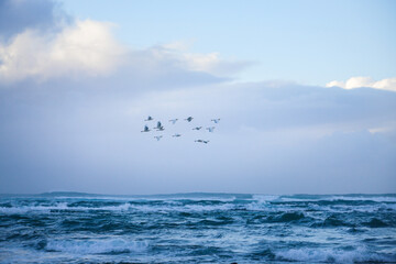 Fototapeta na wymiar egrets over the ocean 2